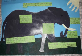 Lucy's fantastic project on elephants containing very interesting facts. Did you know an elephant's trunk has 100,00 different muscles?